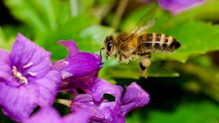 Flowers Plants bees purple flowers