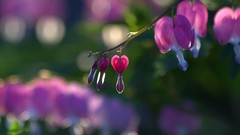 Flowers Plants Bleeding Hearts