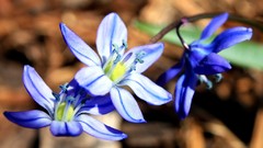 Flowers Plants blue flowers