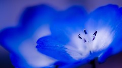 Flowers Plants blue flowers