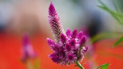 Flowers Plants blurred macro colorful
