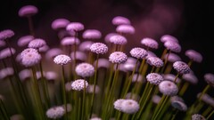 Flowers Plants bokeh