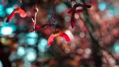Flowers Plants bokeh
