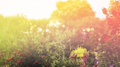 Flowers Plants bokeh sunlight