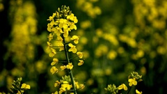Flowers Plants bokeh yellow