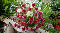 Flowers Plants bucket