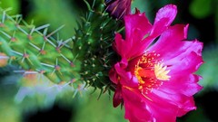 Flowers Plants cactus