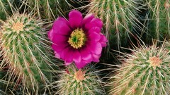 Flowers Plants cactus pink flowers cactus flowers