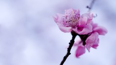 Flowers Plants cherry blossoms