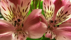 Flowers Plants close-up flora