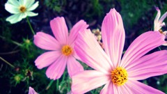 Flowers Plants colors pink flowers white flowers
