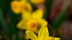 Flowers Plants daffodils