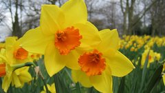 Flowers Plants daffodils yellow