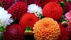 Flowers Plants dahlias