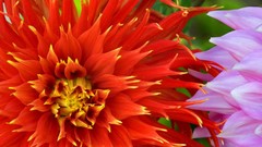 Flowers Plants dahlias multicolor