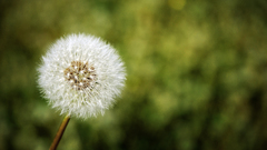 Flowers Plants dandelions