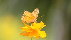 Flowers Plants depth of