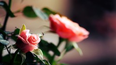 Flowers Plants depth of