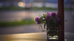 Flowers Plants depth of field