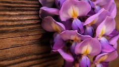 Flowers Plants Earth