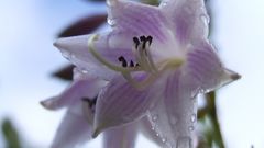 Flowers Plants flower