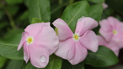 Flowers Plants flower