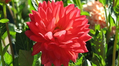 Flowers Plants flower