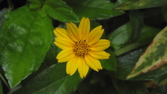 Flowers Plants flower