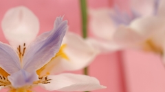 Flowers Plants flower