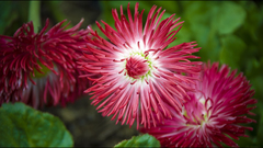 Flowers Plants flower