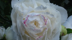 Flowers Plants flower