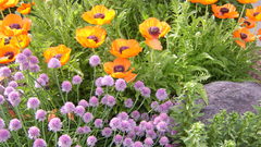 Flowers Plants flower