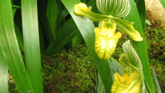 Flowers Plants flower