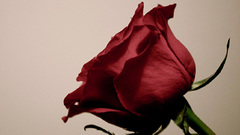 Flowers Plants flower