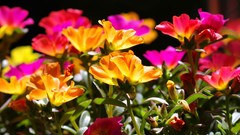 Flowers Plants Garden colors