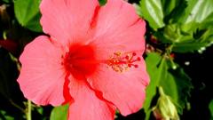Flowers Plants hibiscus
