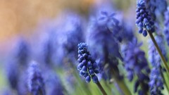 Flowers Plants hyacinths