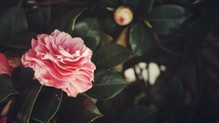 Flowers Plants leaves