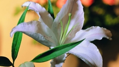 Flowers Plants Lilies nature