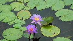 Flowers Plants lily pads