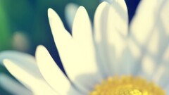 Flowers Plants macro