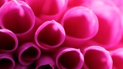 Flowers Plants macro colorful pink red