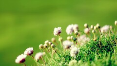 Flowers Plants macro grass green background Simple Background