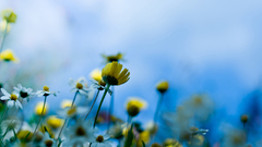 Flowers Plants macro nature outdoors yellow flowers