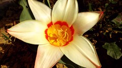 Flowers Plants macro white orange Green