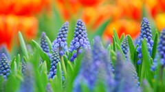 Flowers Plants muscari blue flowers depth of field