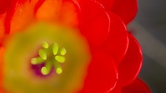 Flowers Plants national geographic