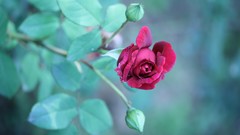 Flowers Plants nature