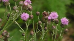 Flowers Plants nature