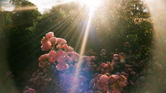 Flowers Plants nature sun